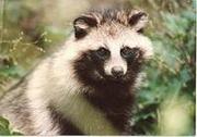 Tanuki - 5.9 ko Tanuki - 5.9 ko