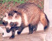 Tanuki - 7.8 ko Tanuki - 7.8 ko