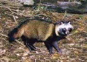 Tanuki - 8.3 ko Tanuki - 8.3 ko